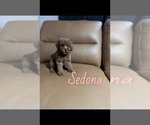 Puppy Sedona Goldendoodle (Miniature)