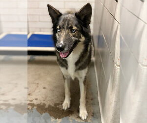 German Shepherd Dog-Unknown Mix Dogs for adoption in Stockton, CA, USA