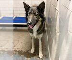 Small German Shepherd Dog Mix