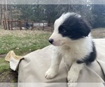 Small Photo #9 Border Collie Puppy For Sale in MOSIER, OR, USA