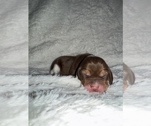 Beagle Puppy for sale in NORTHWOOD, NH, USA