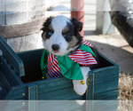 Small Photo #6 Miniature Australian Shepherd Puppy For Sale in WITTMANN, AZ, USA