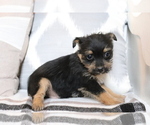 Small Photo #2 Fox Terrier (Smooth)-Poodle (Miniature) Mix Puppy For Sale in SHILOH, OH, USA