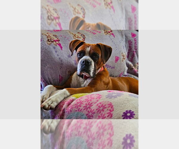 Medium Photo #1 Boxer Puppy For Sale in Austin, TX, USA