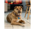 Small Chow Chow Mix