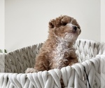 Small Photo #2 Poodle (Toy) Puppy For Sale in VIRGINIA BEACH, VA, USA