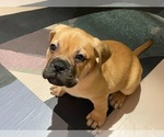 Puppy Crema Boxer-Bullmastiff Mix