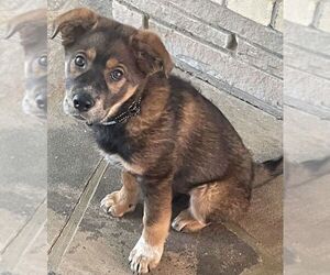 German Shepherd Dog-Unknown Mix Dogs for adoption in FAIRLAWN, OH, USA