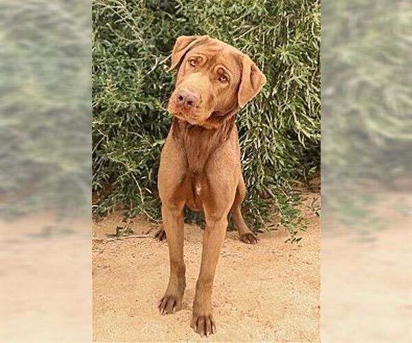 Medium Photo #2 Chesapeake Bay Retriever Puppy For Sale in Dana Point, CA, USA