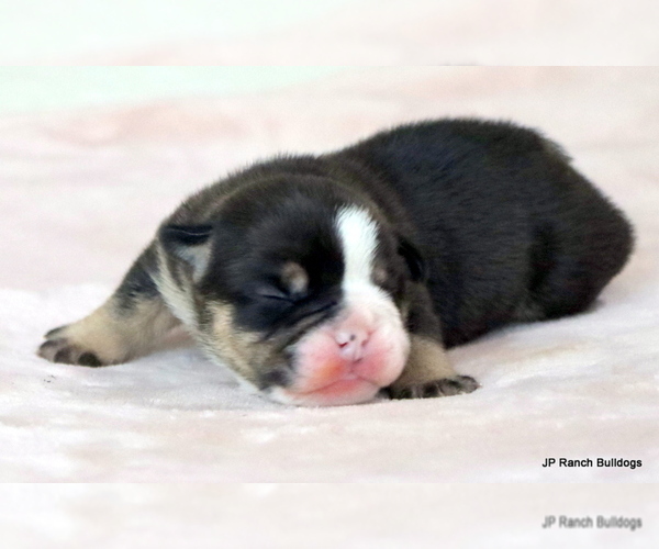 Medium Photo #15 Bulldog Puppy For Sale in WINNSBORO, TX, USA