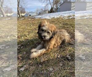 Soft Coated Wheaten Terrier Puppy for sale in BOULDER, CO, USA