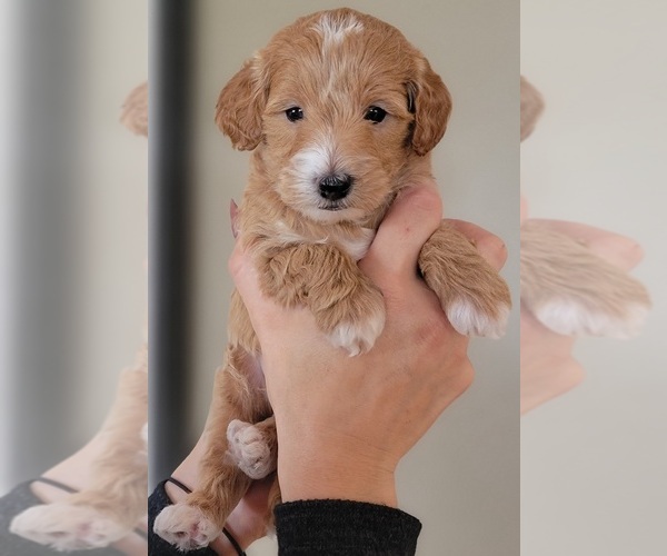 Medium Photo #6 Goldendoodle (Miniature) Puppy For Sale in BATTLE GROUND, WA, USA