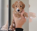 Small Photo #6 Goldendoodle (Miniature) Puppy For Sale in BATTLE GROUND, WA, USA