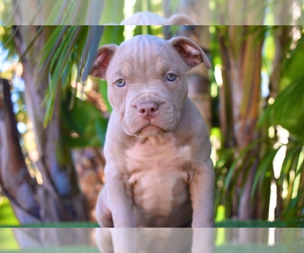 Medium Photo #3 American Bully Puppy For Sale in DELTONA, FL, USA