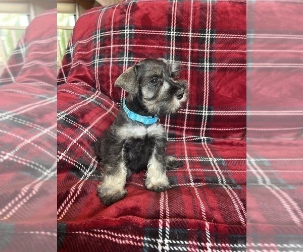 Medium Photo #6 Schnauzer (Miniature) Puppy For Sale in ROY, WA, USA