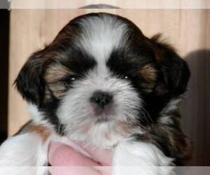 Shih Tzu Puppy for sale in CONCORD, NH, USA
