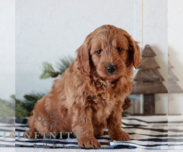 Medium Photo #1 Goldendoodle (Miniature) Puppy For Sale in LITITZ, PA, USA