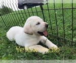 Small Photo #14 Labrador Retriever Puppy For Sale in FARMINGTON, MO, USA