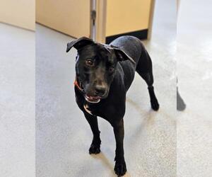 Max- In Foster - Male Labrador Retriever-Unknown Mix Dog for Adoption - Photo #4