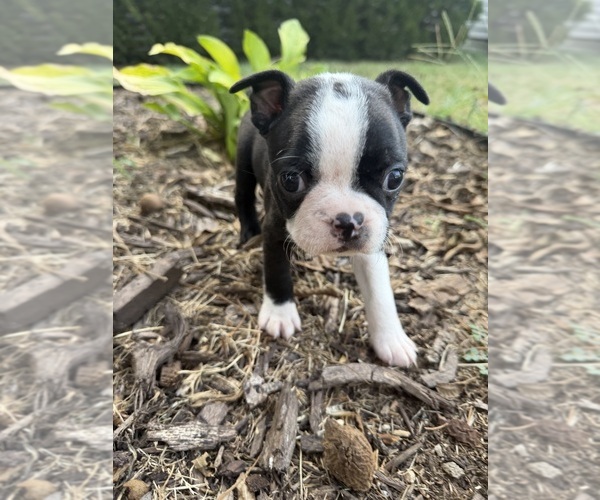 Medium Photo #7 Boston Terrier Puppy For Sale in FREDONIA, KS, USA