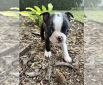 Small #6 Boston Terrier