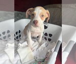 Small #15 German Shorthaired Lab