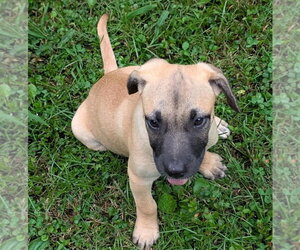 Charlotte - Female Boxador Dog for Adoption - Photo #2