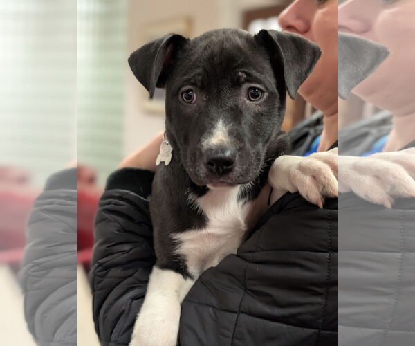 Medium Photo #1 Mutt Puppy For Sale in Holly Springs, NC, USA