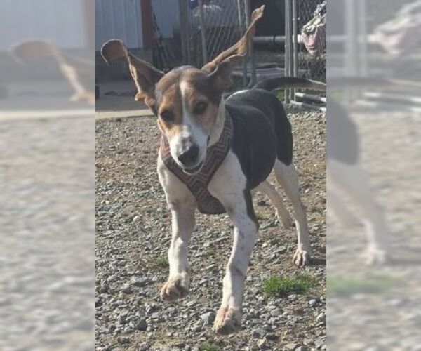 Medium Photo #1 Mutt Puppy For Sale in Rockaway, NJ, USA