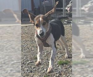 Mutt Dogs for adoption in Rockaway, NJ, USA