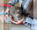 Small #20 Boxer Mix
