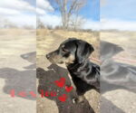 Small #7 Labrador Retriever Mix