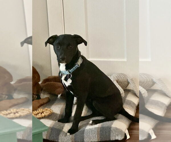 Medium Photo #4 Mutt Puppy For Sale in Candler, NC, USA