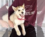 Small #8 Pomsky