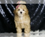 Puppy AKC Marie Poodle (Toy)