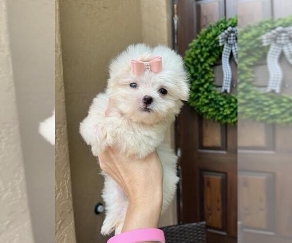 Medium Photo #1 Maltese Puppy For Sale in WEST PALM BEACH, FL, USA