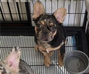 French Bulldog Puppy for sale in GLEN BURNIE, MD, USA