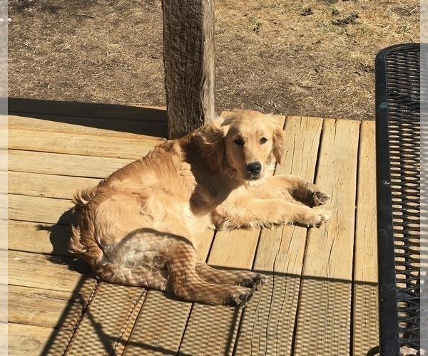 Medium Photo #4 Golden Retriever Puppy For Sale in NUNN, CO, USA