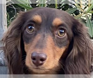Dachshund Puppy for sale in PALMDALE, CA, USA