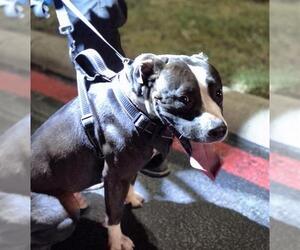 Mutt Dogs for adoption in San Antonio, TX, USA