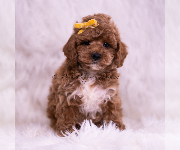 Medium Photo #99 Poodle (Toy) Puppy For Sale in WARSAW, IN, USA