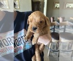 Small #20 Golden Retriever