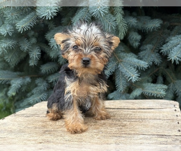 Medium Photo #4 Yorkshire Terrier Puppy For Sale in MIDDLEBURY, IN, USA