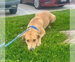 Small #1 American Staffordshire Terrier Mix