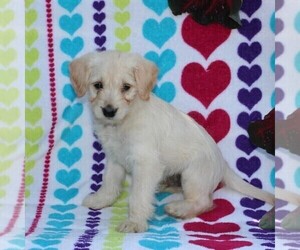 Labradoodle-Poodle (Miniature) Mix Puppy for sale in PARADISE, PA, USA