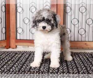 Poodle (Miniature) Puppy for sale in NAPLES, FL, USA