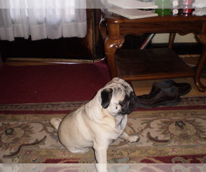 Father of the Pug puppies born on 12/25/2024