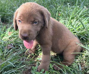 Labrador Retriever Puppy for sale in RUTHERFORDTON, NC, USA