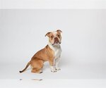 Small #4 American Pit Bull Terrier Mix