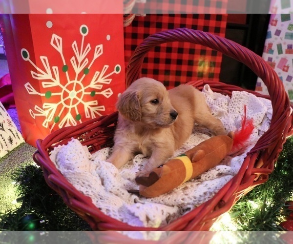 Medium Photo #3 Goldendoodle Puppy For Sale in FAIR GROVE, MO, USA